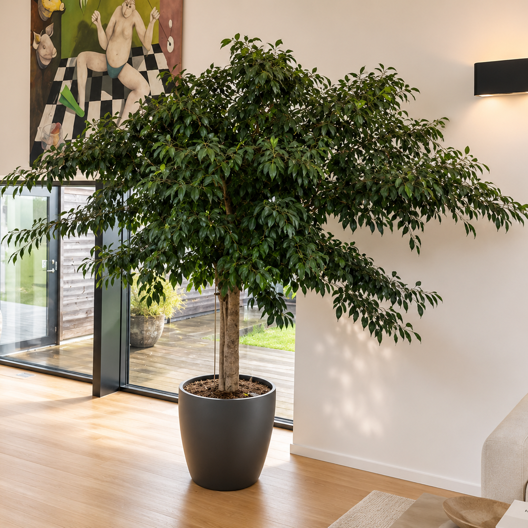 Second Hand Ficus benjamina – Stuebirkefigen 320 cm i Stor Krukke