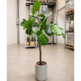 Indlæs billede i gallerivisning, Second Hand Violinfigen – Ficus lyrata 170 cm i Cementkrukke fra Århus

