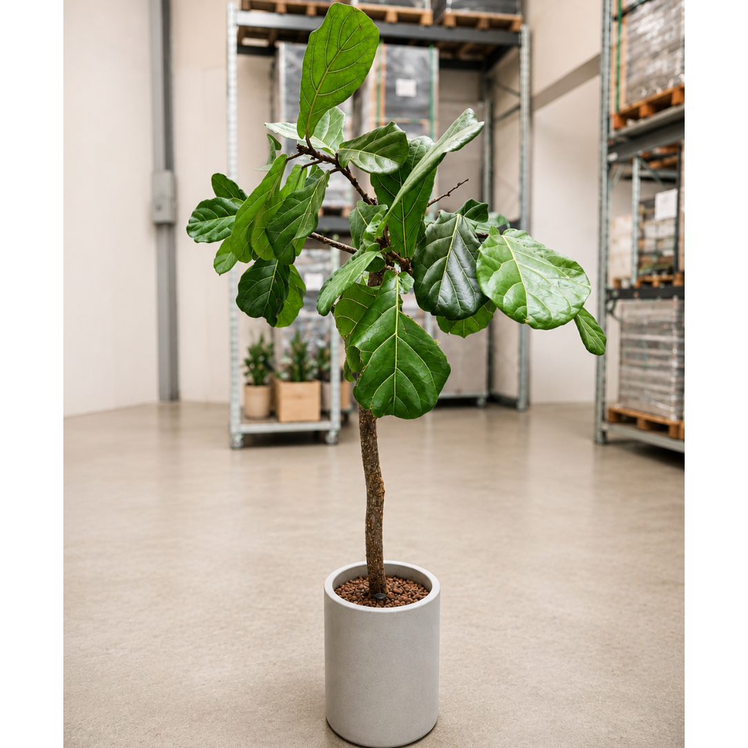 Second Hand Violinfigen – Ficus lyrata 170 cm i Cementkrukke fra Århus