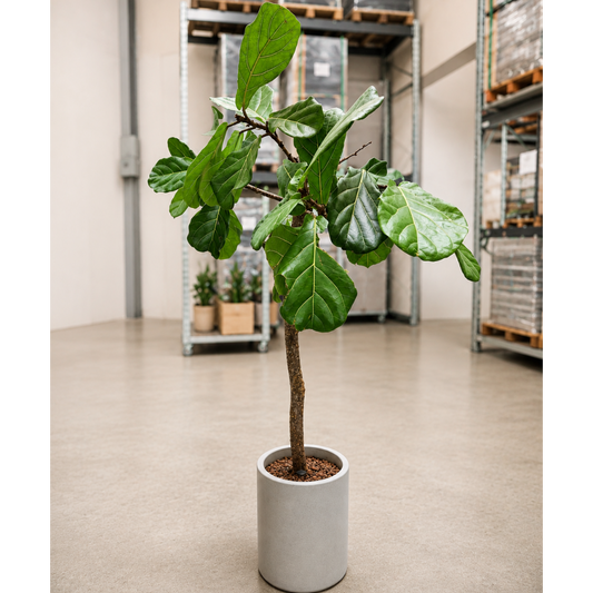 Second Hand Violinfigen – Ficus lyrata 170 cm i Cementkrukke fra Århus