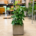 Indlæs billede i gallerivisning, Second Hand Paraplyplante – Schefflera arboricola ca. 140 cm | Genbrugsplante
