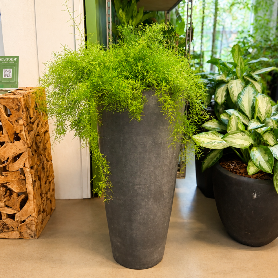 Second Hand Prydasparges – Asparagus densiflorus 'Sprengeri' | Genbrugsplante