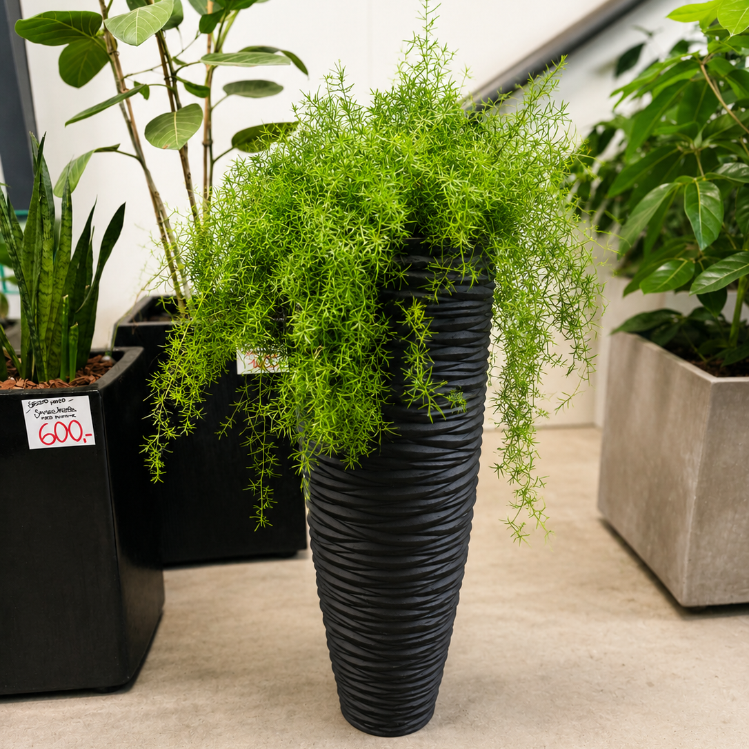 Second Hand Prydasparges – Asparagus densiflorus 'Sprengeri' ca. 110 cm | Genbrugsplante