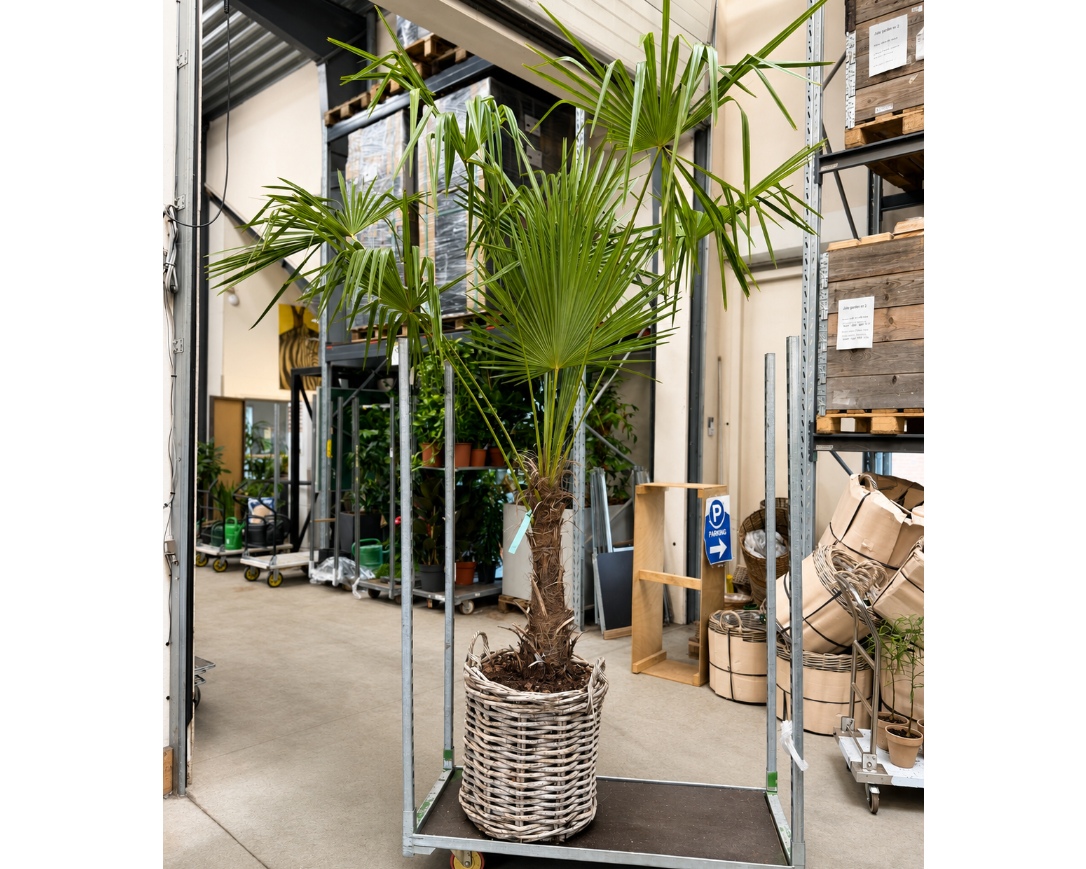 Second Hand Hampalme – Trachycarpus fortunei ca. 450 cm | Genbrugsplante
