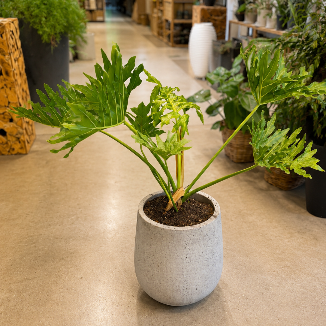 Second Hand Philodendron Selloum – Thaumatophyllum bipinnatifidum | Genbrugsplante