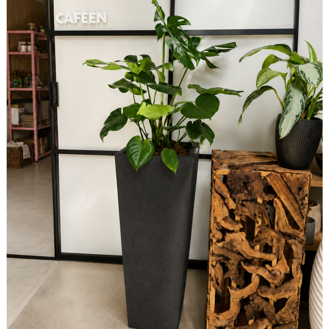 Second Hand Monstera – Monstera deliciosa ca. 150 cm | Genbrugsplante