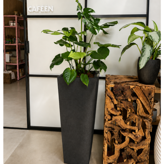 Second Hand Monstera – Monstera deliciosa ca. 150 cm | Genbrugsplante