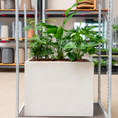 Indlæs billede i gallerivisning, Second Hand Plantekasse med Schefflera, Strelitzia og Monstera – 80x100 cm | Genbrugsplante
