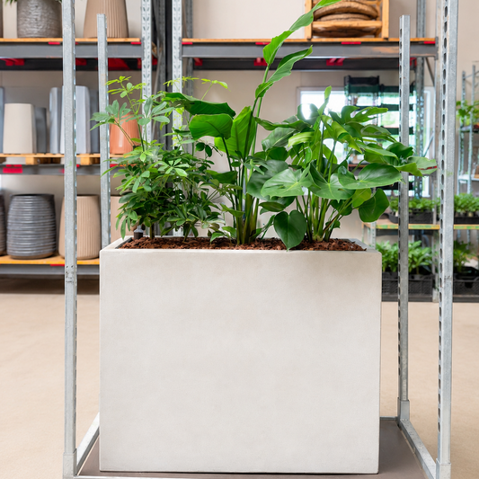 Second Hand Plantekasse med Schefflera, Strelitzia og Monstera – 80x100 cm | Genbrugsplante