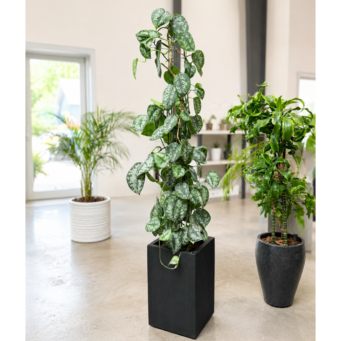 Second Hand Sølvranke – Scindapsus pictus ca. 165 cm | Genbrugsplante