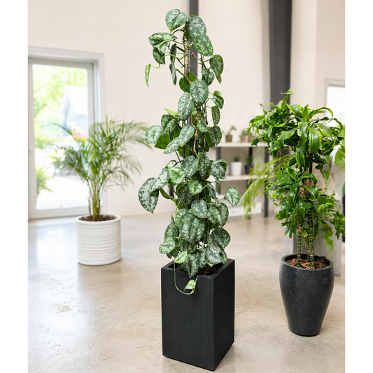 Second Hand Sølvranke – Scindapsus pictus ca. 165 cm | Genbrugsplante
