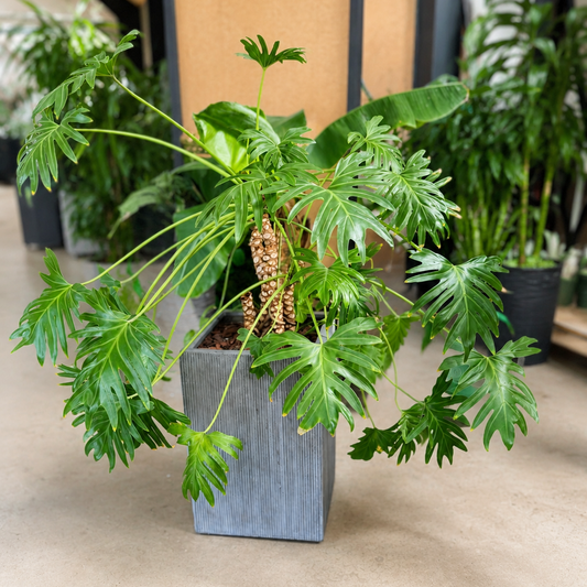 Second Hand Philodendron Selloum – Thaumatophyllum bipinnatifidum ca. 130 cm | Genbrugsplante