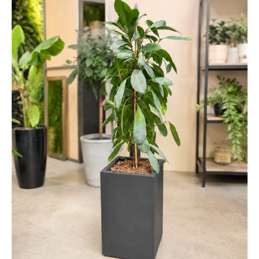 Second Hand Ficus Amstel King – Ficus maclellandii ca. 130 cm | Genbrugsplante