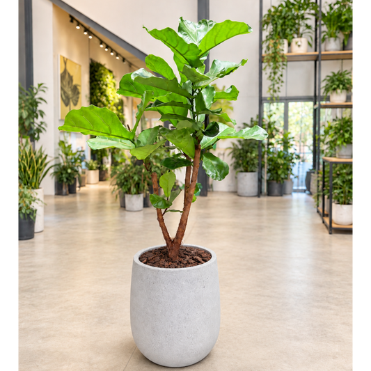 Second Hand Violinfigen – Ficus lyrata opstammet ca. 160 cm | Genbrugsplante