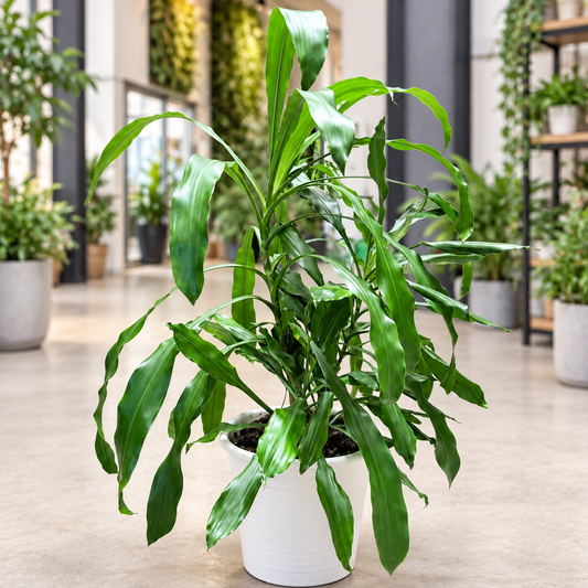 Second Hand Duftdracæna 'Janet Craig' – Dracaena fragrans ca. 130 cm | Genbrugsplante