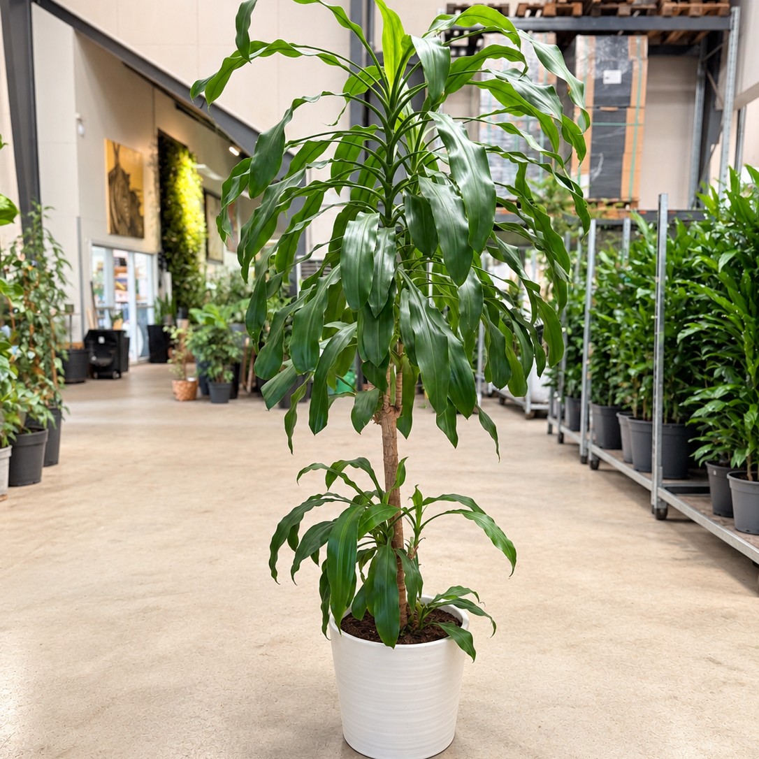Second Hand Duftdracæna 'Janet Craig' – Dracaena fragrans ca. 220 cm | Genbrugsplante