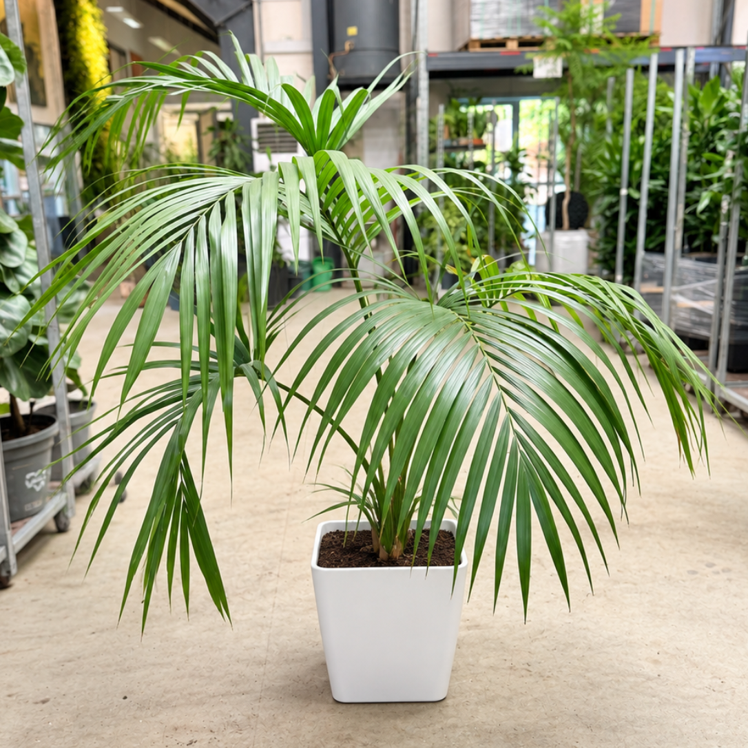 Second Hand Kentiapalme – Howea forsteriana ca. 160 cm | Genbrugsplante