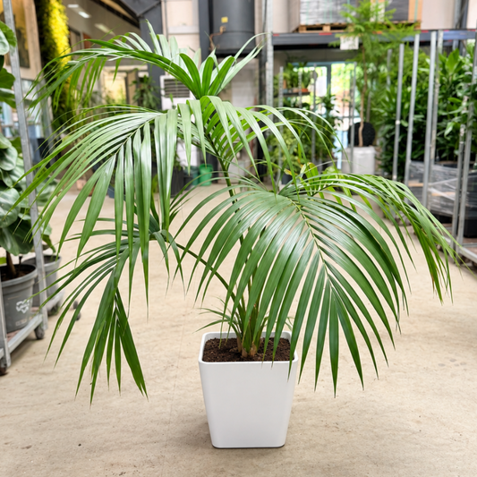 Second Hand Kentiapalme – Howea forsteriana ca. 160 cm | Genbrugsplante