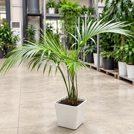 Second Hand Kentiapalme – Howea forsteriana ca. 140 cm | Genbrugsplante