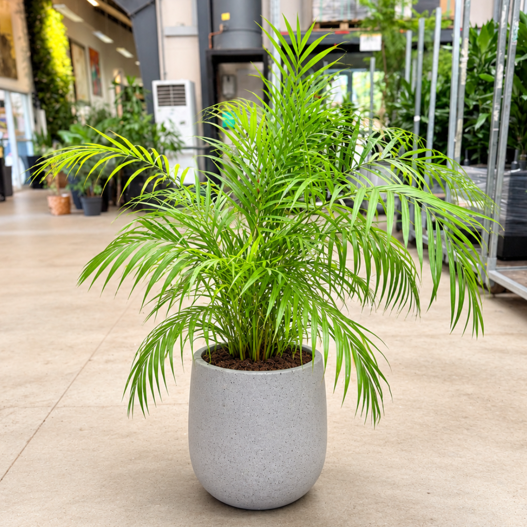 Second Hand Guldpalme – Dypsis lutescens | Genbrugsplante