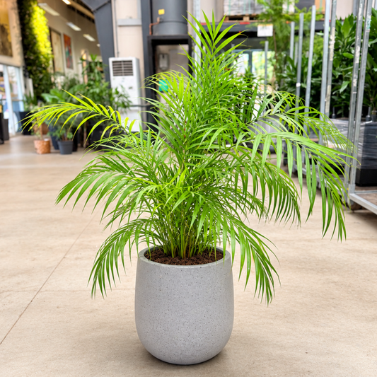 Second Hand Guldpalme – Dypsis lutescens | Genbrugsplante