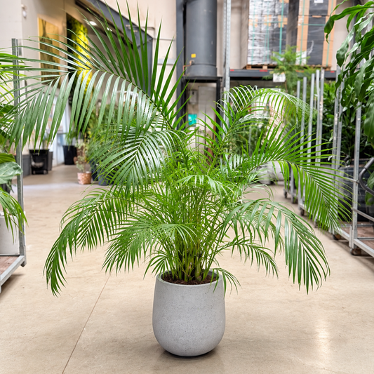 Second Hand Guldpalme – Dypsis lutescens ca. 160 cm | Genbrugsplante