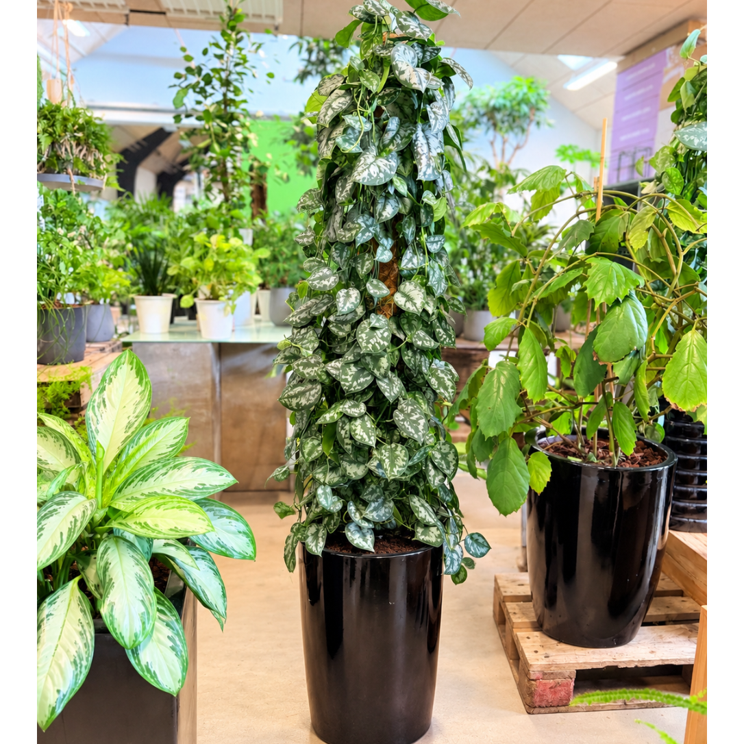 Second Hand Sølvranke – Scindapsus pictus ca. 160 cm | Genbrugsplante