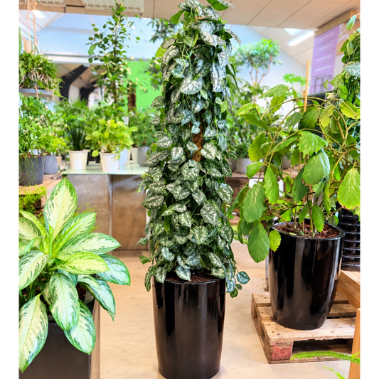 Second Hand Sølvranke – Scindapsus pictus ca. 160 cm | Genbrugsplante