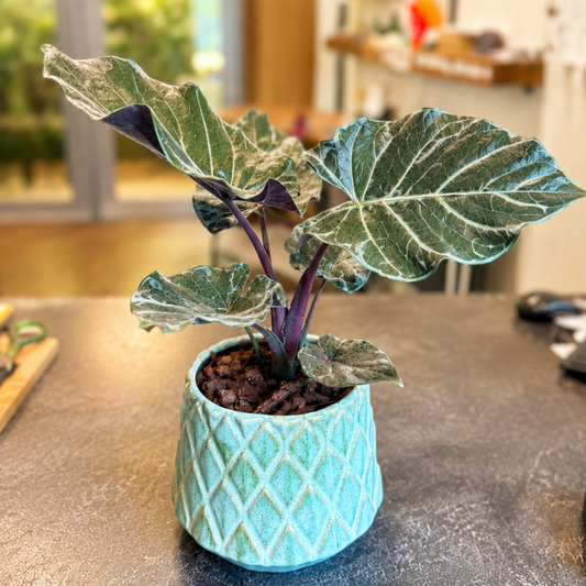 Alocasia – Eksotisk Stueplante med Markante Blade i Krukke