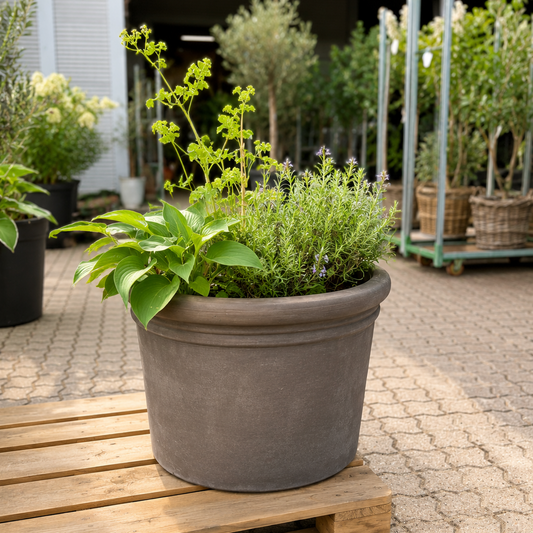 Benocci Toscana Krukke med Hosta og Prydgræs – Romantisk Terrassebeplantning