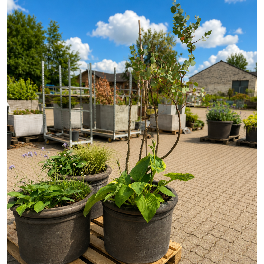 Eukalyptus og Hosta i Benocci Toscana Krukke – Eksklusiv Terrassebeplantning