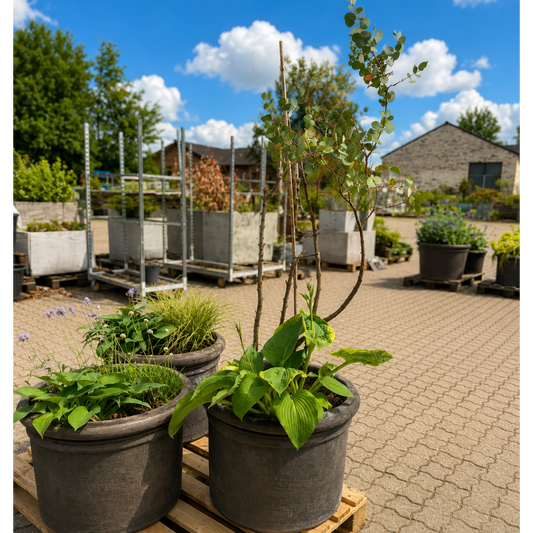 Eukalyptus og Hosta i Benocci Toscana Krukke – Eksklusiv Terrassebeplantning