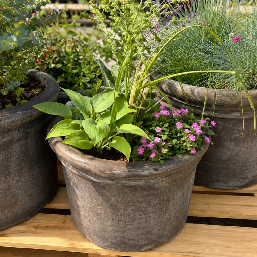 Benocci Toscana Krukke med Hosta, Prydgræs og Blomstrende Stauder – Frodig Terrassebeplantning