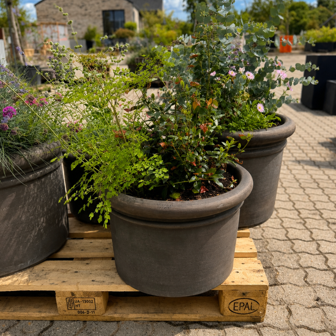 Benocci Toscana Krukke med Eukalyptus og Blomstrende Stauder – Sommerlig Terrassebeplantning