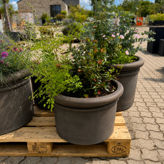 Benocci Toscana Krukke med Eukalyptus og Blomstrende Stauder – Sommerlig Terrassebeplantning