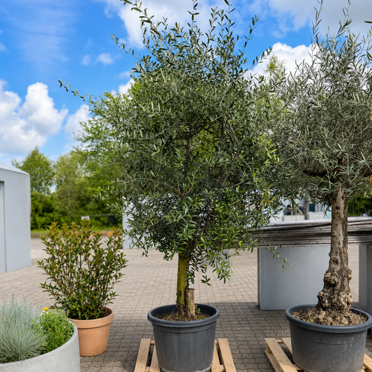 Oliventræ – Unikt og Majestætisk Eksemplar med Kraftig Stamme (Olea europaea, ca. 260 cm)