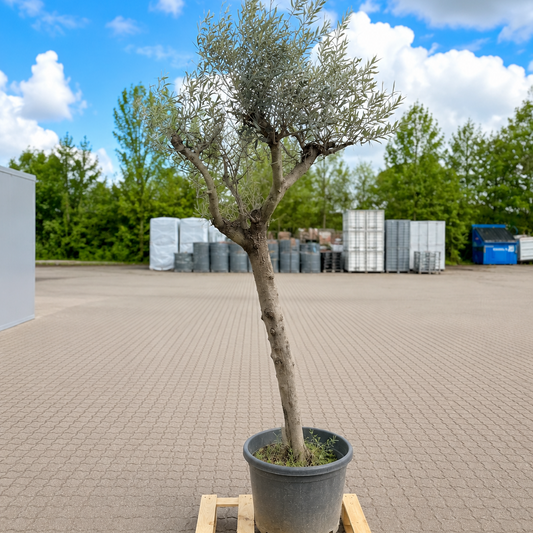 Oliventræ – Unikt og Karakterfuldt Eksemplar med Naturlig Krone (Olea europaea, ca. 260 cm)
