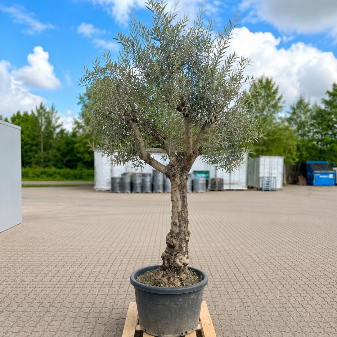 Oliventræ – Unikt og Majestætisk Eksemplar med Kraftig Stamme (Olea europaea, ca. 260 cm)