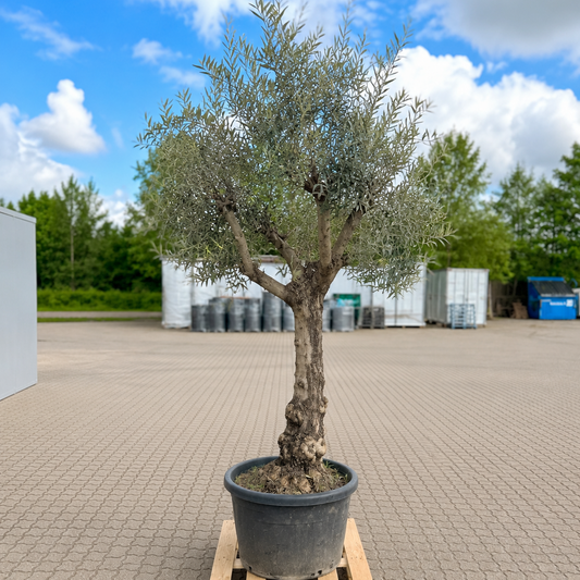 Oliventræ – Unikt og Majestætisk Eksemplar med Kraftig Stamme (Olea europaea, ca. 260 cm)
