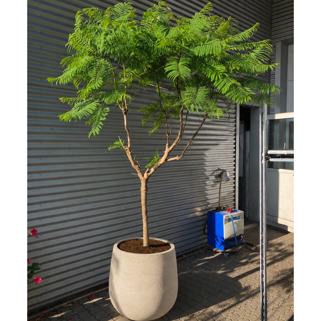 Second Hand Jacarandatræ – Jacaranda mimosifolia ca. 280 cm | Genbrugsplante