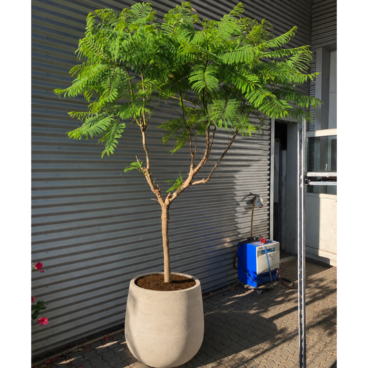 Second Hand Jacarandatræ – Jacaranda mimosifolia ca. 280 cm | Genbrugsplante