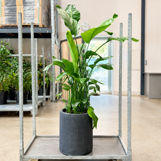 Second Hand Hvid Paradisfugl – Strelitzia nicolai ca. 190 cm | Genbrugsplante
