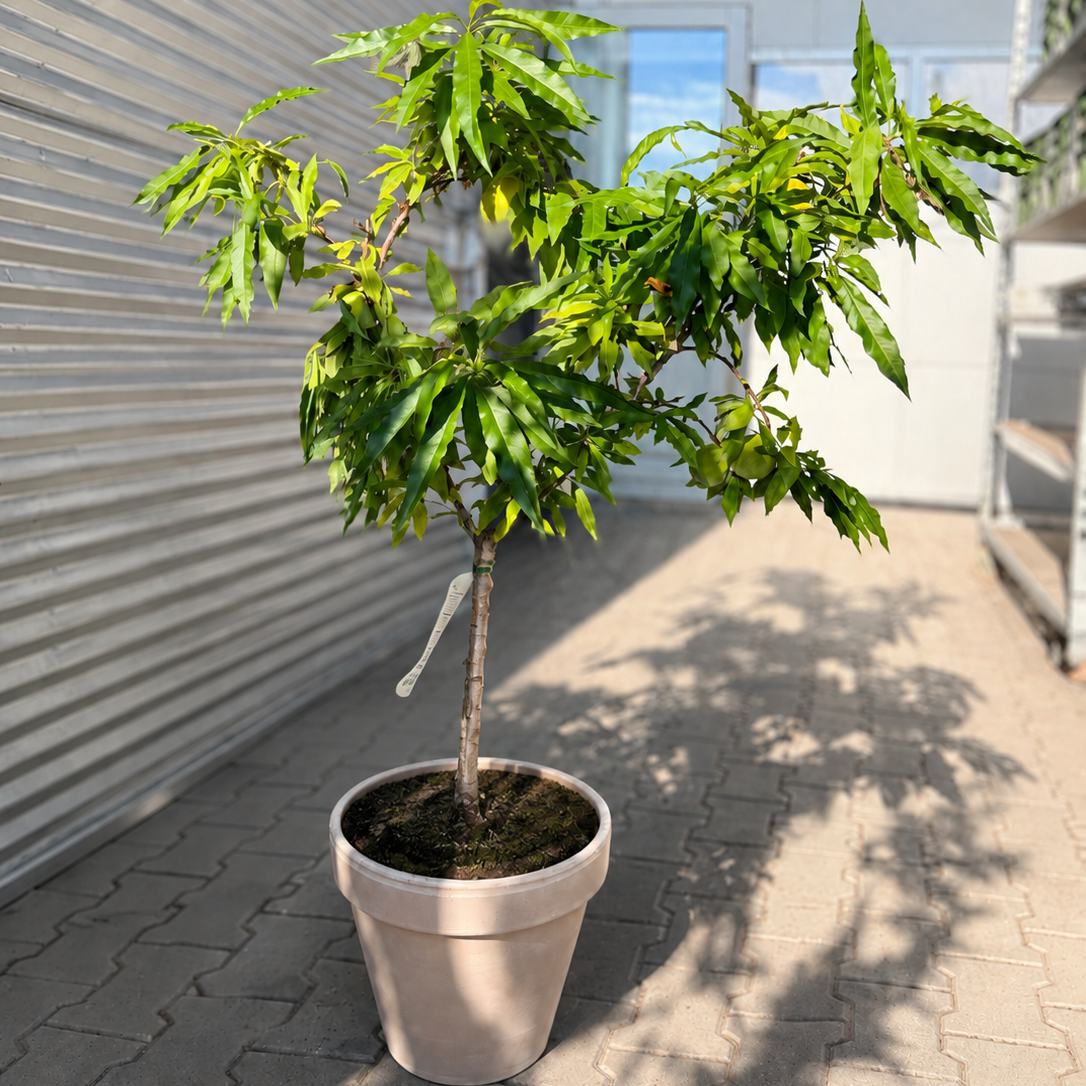 Second Hand Ferskentræ med Frugter – Prunus persica 100-130 cm | Genbrugsplante