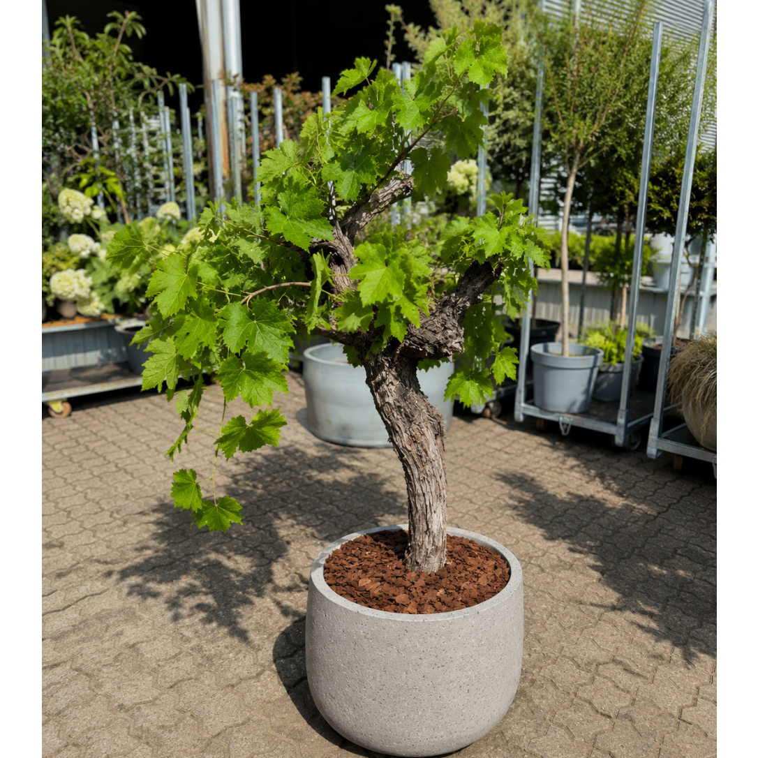 Second Hand Vinstok – Vitis vinifera ca. 150-160 cm | Genbrugsplante