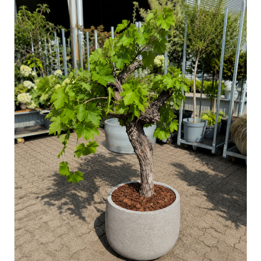 Second Hand Vinstok – Vitis vinifera ca. 150-160 cm | Genbrugsplante