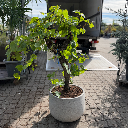 Second Hand Vinstok – Vitis vinifera ca. 150 cm | Genbrugsplante