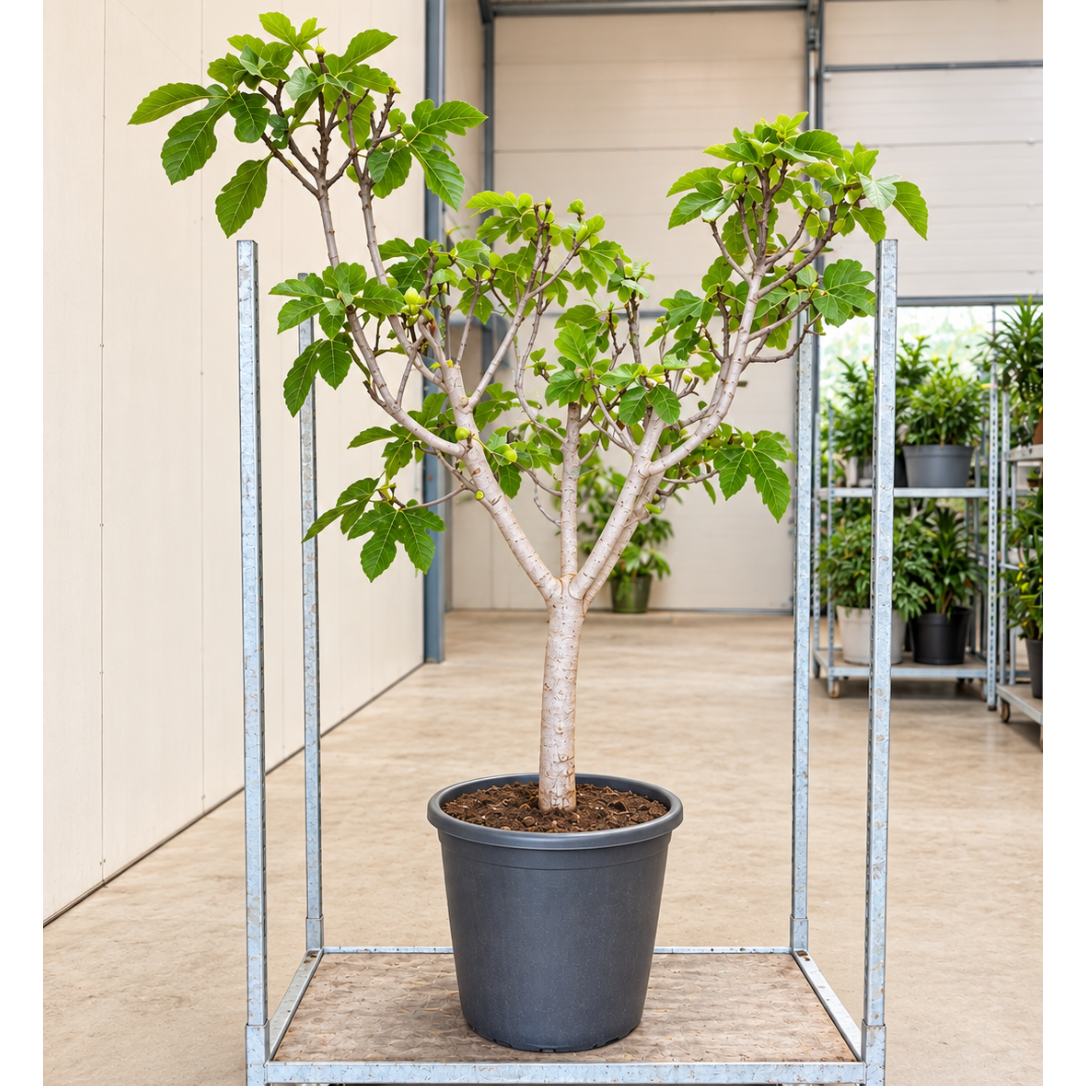 Second Hand Figentræ – Ficus carica ca. 220 cm | Genbrugsplante