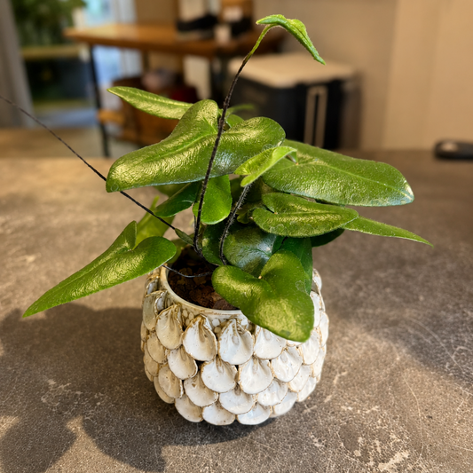 Second Hand Homalomena – Tropisk Stueplante i Flot Krukke