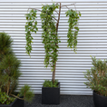 Indlæs billede i gallerivisning, Second Hand Sørgebirk – Hængebirk (Betula pendula ‘Youngii’) på 250 cm i Sort Krukke
