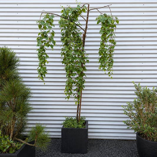 Second Hand Sørgebirk – Hængebirk (Betula pendula ‘Youngii’) på 250 cm i Sort Krukke